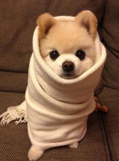 公狗绝育的好处和坏处博美,母狗被公狗拱还能绝育吗