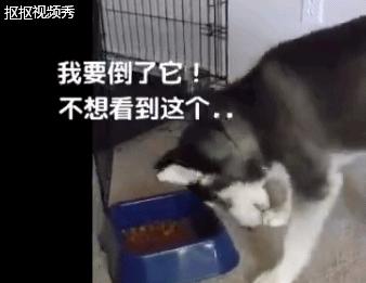 哈士奇不吃狗粮，还骂骂咧咧想掀翻狗盆，二哈真是有脾气