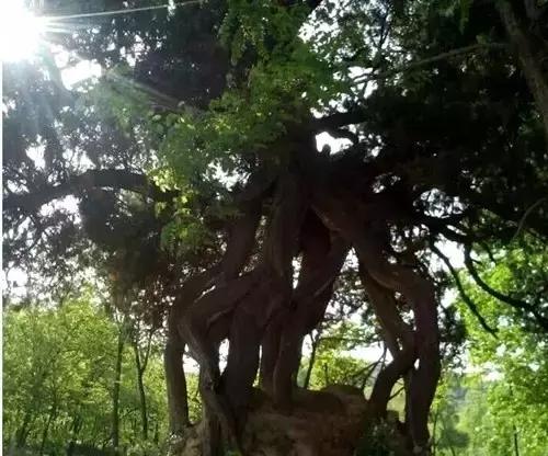 白水白皮松,白水云台松树