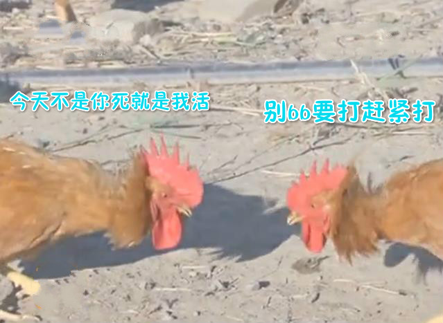 东北十大名鸡排名,东北鸡出名