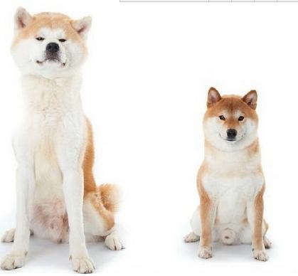 购买宠物狗注意事项和细节有哪些,这几种狗狗千万别丢掉否则会牺牲