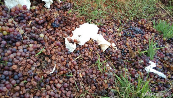 葡萄的种植条件是什么,葡萄种植辛苦吗