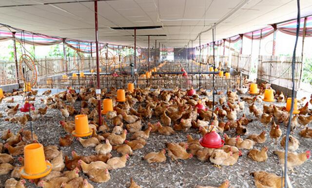 饲料厂最怕举报哪几项行为,饲料公司有事不处理怎么办