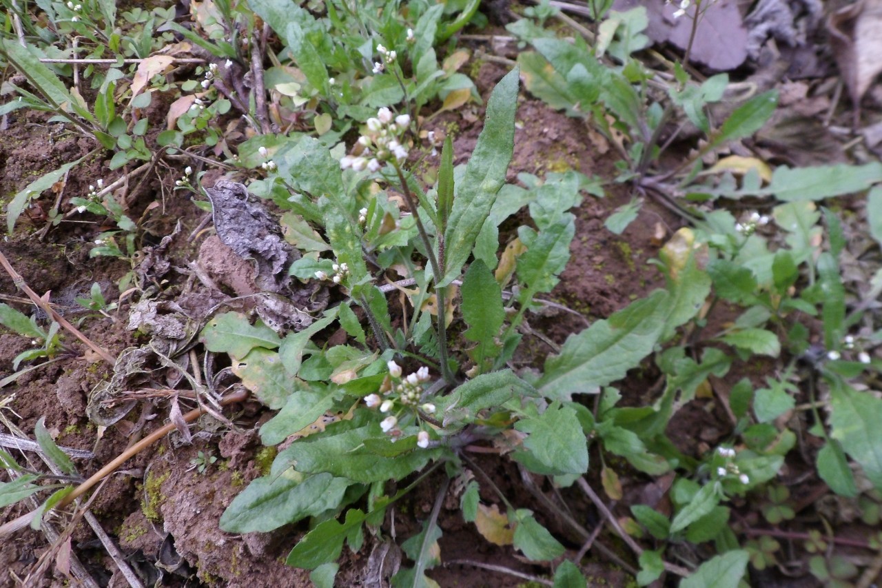 本草纲目中的荠菜,本草纲目荠菜图片