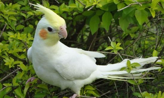 古铜玄凤鹦鹉哪个品种好,不常见的玄凤鹦鹉品种大全