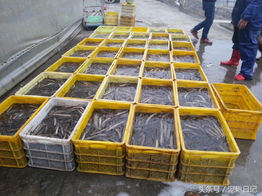 养泥鳅要注意事项,养泥鳅需要注意哪些细节