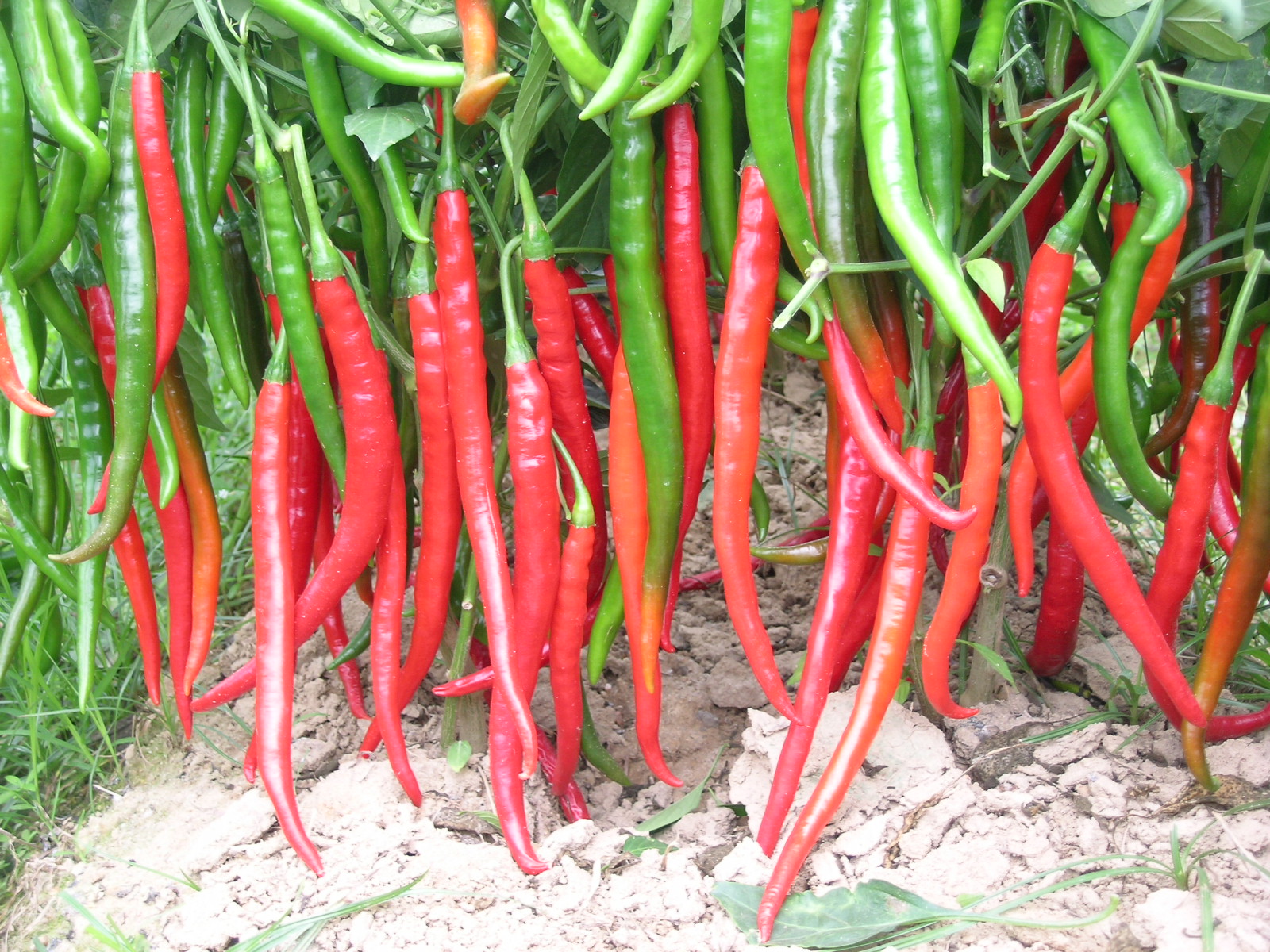 穿越古代后宫三千佳丽,穿越古代后宫佳丽三千