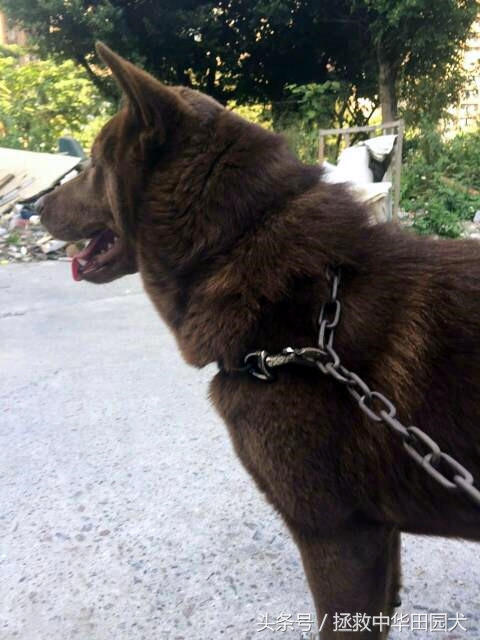 深棕色中华田园犬,棕色中华田园犬长大的样子