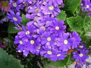 心悦君兮君不知花语,心悦君兮君不知七夕心动信号