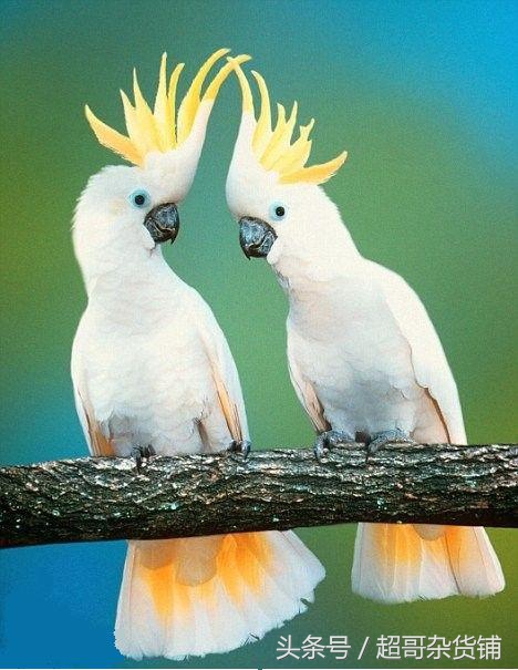 不同鹦鹉的形态和特征图片,各品种鹦鹉体型区别