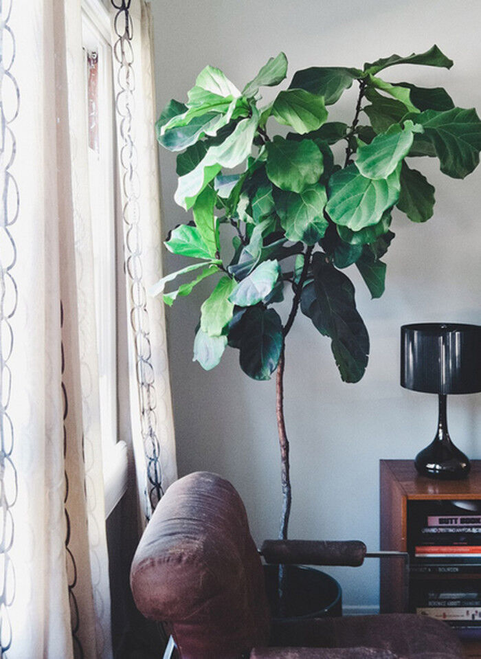 仿真绿植1.8米多叉琴叶榕,室内盆栽植物大型琴叶榕