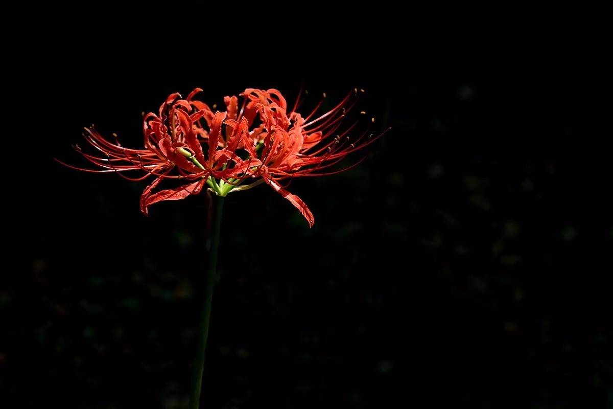 《本草》植物志之彼岸花:开一千年,落一千年,花叶不相见