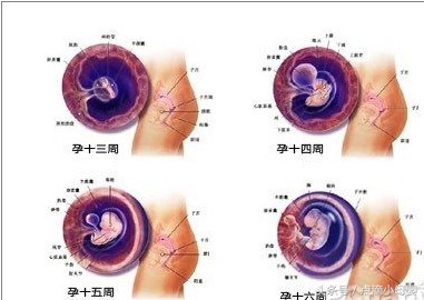 四个月胎儿发育标准,以及妈妈的身体变化