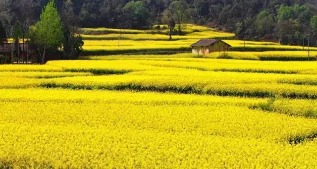 2018汉中油菜花旅游攻略,2024汉中油菜花自驾游攻略