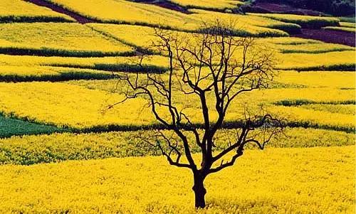 2018汉中油菜花旅游攻略,2024汉中油菜花自驾游攻略