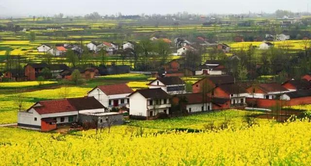 2018汉中油菜花旅游攻略,2024汉中油菜花自驾游攻略