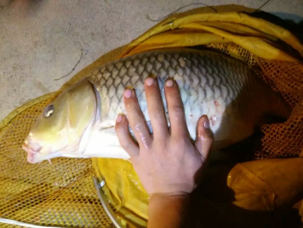 9月份鲤鱼的最好钓法,现在这个季节鲤鱼怎么钓