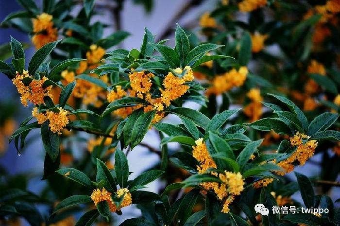 最适合春天的香水,适合春天留香较久的女性香水