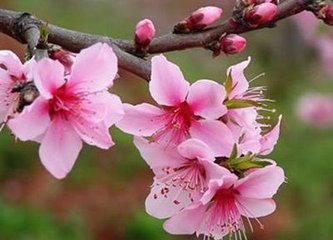 新鲜诗文：《诗经桃夭》中的桃花桃果桃叶象征什么美好寓意