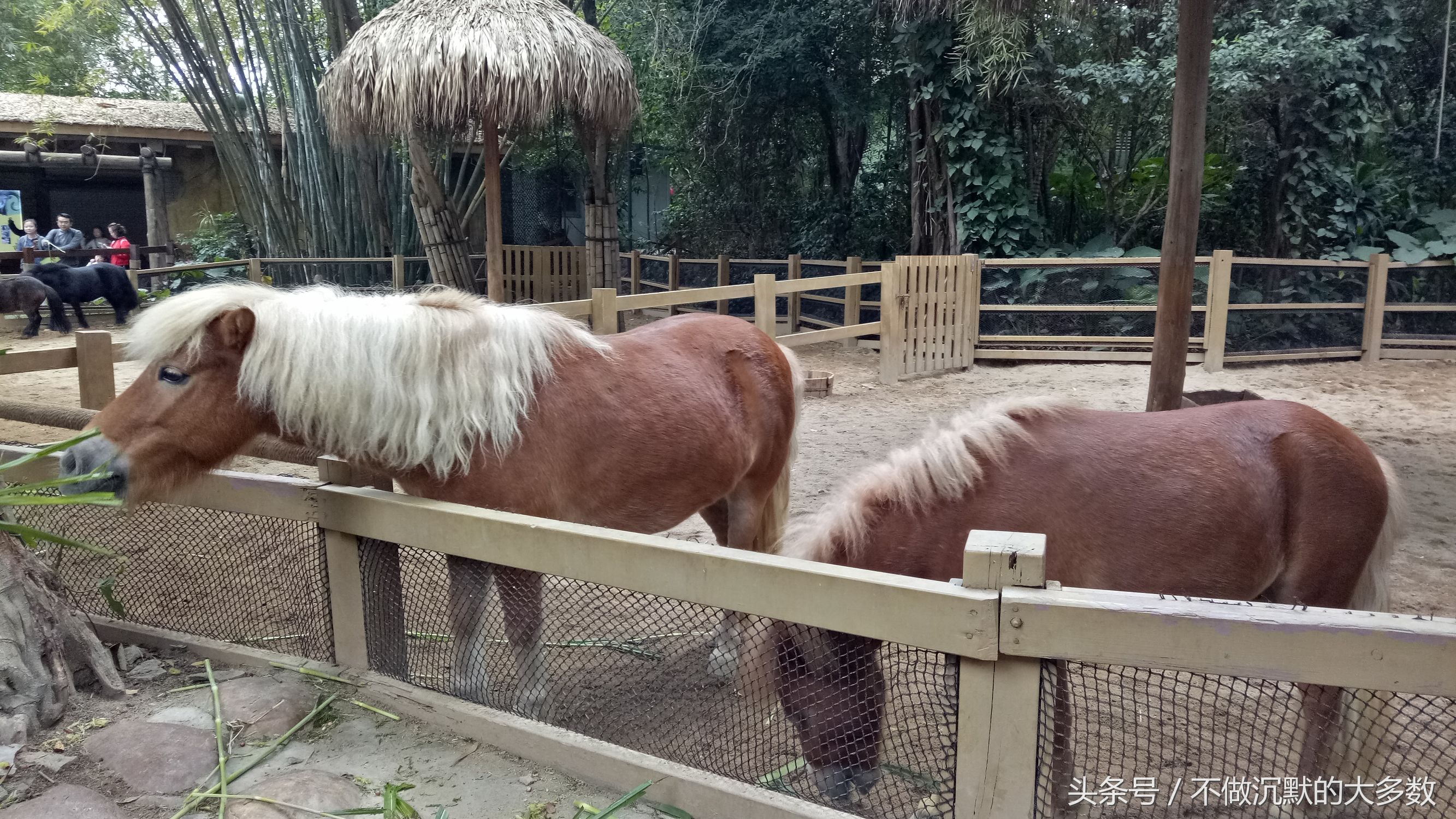 广州长隆野生动物园金蛇秘境直播,长隆野生动物园金蛇秘境害怕吗