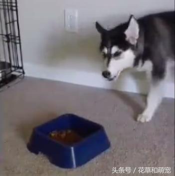 哈士奇不吃狗粮，还骂骂咧咧想掀翻狗盆，二哈真是有脾气