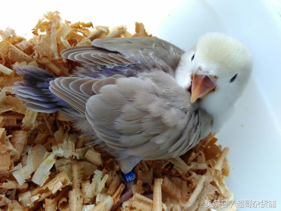 鹦鹉入门基础知识大全书,鹦鹉新手入门技巧教程