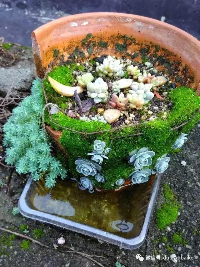 青苔养多肉方法,青苔和多肉种在一起