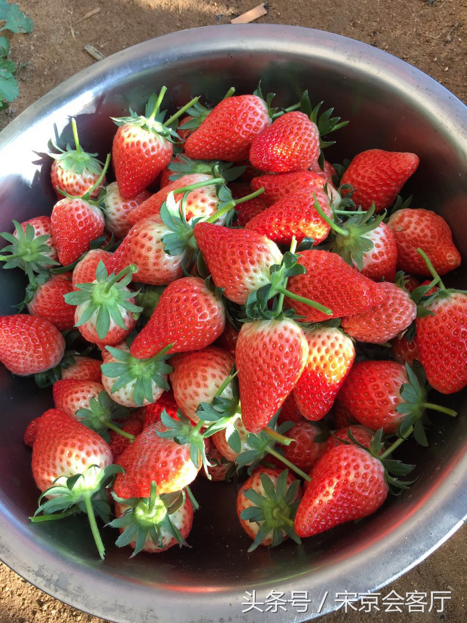 关于草莓的那些事,关于草莓的3个真相