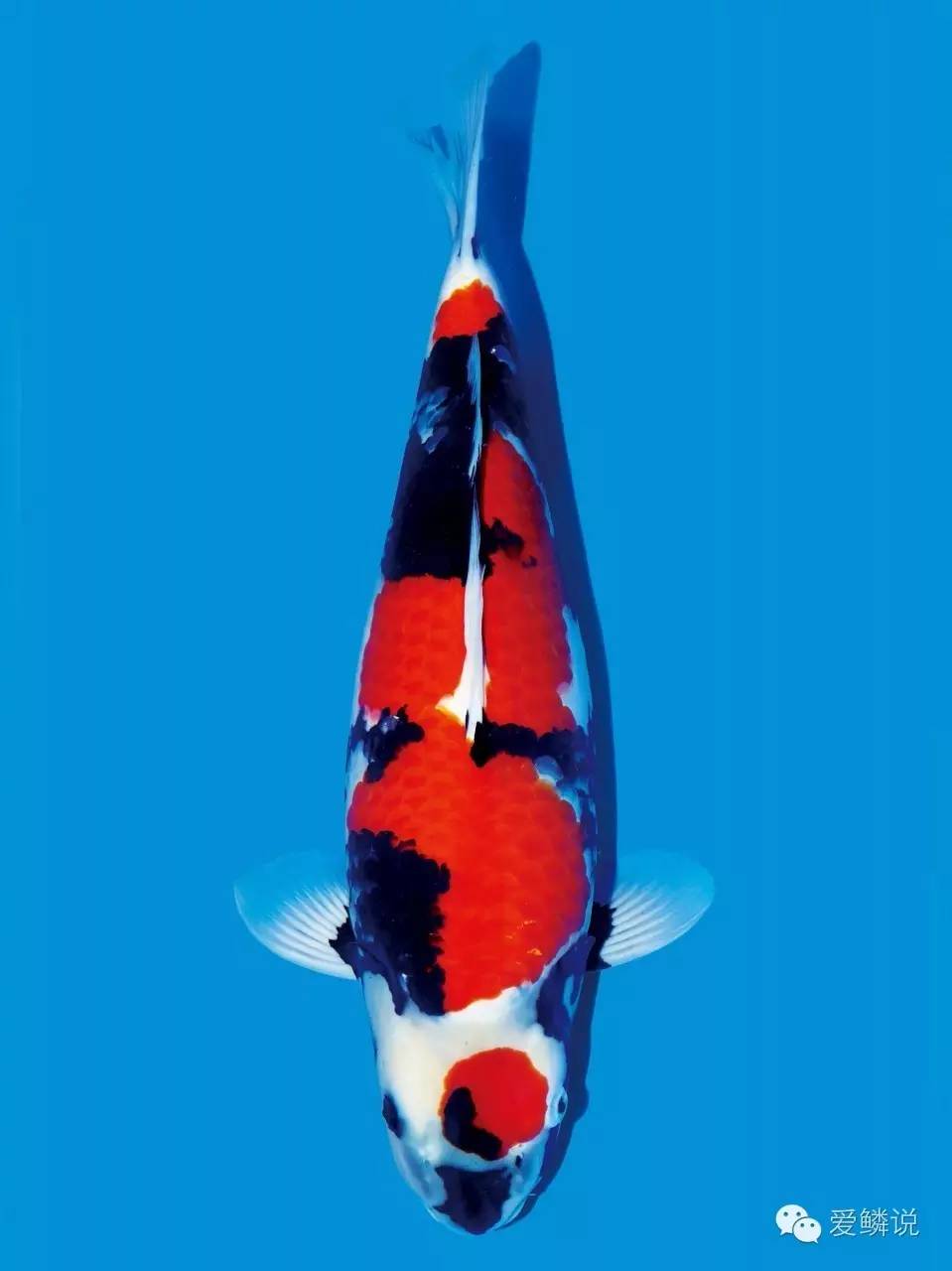 春天最容易得的十种疾病,春天高发的六种疾病