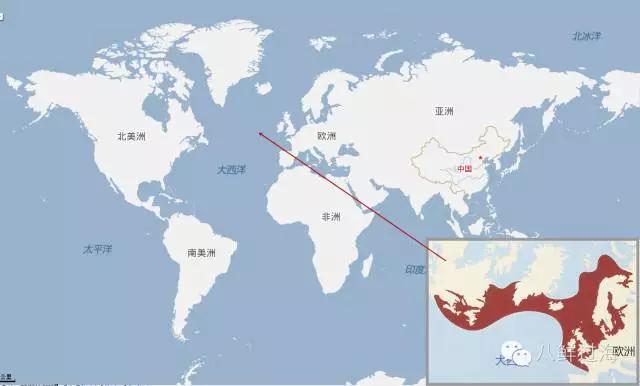 世界上最难吃的食物鲱鱼罐头评论,世界上最臭的鱼鲱鱼