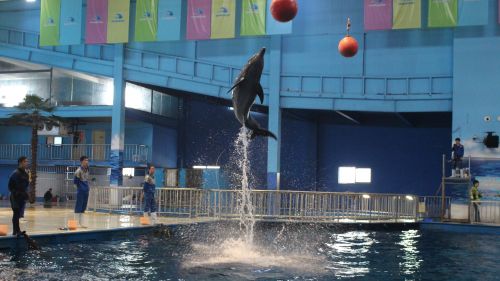 这个冬天一起去环游世界,极地海洋馆一日游打卡