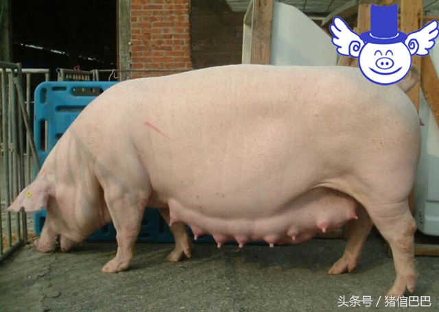 母猪全身发凉不吃食是怎么回事,母猪耳尖发硬什么病