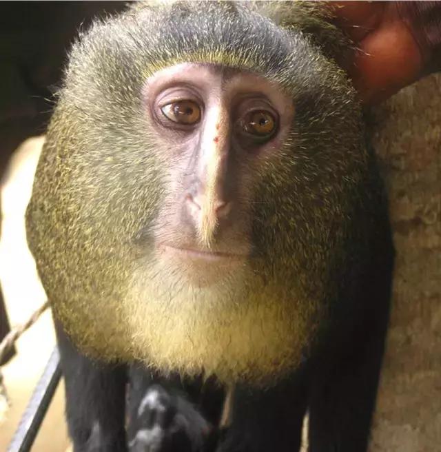 吃猕猴桃的正确姿势是什么,涨姿势学技术