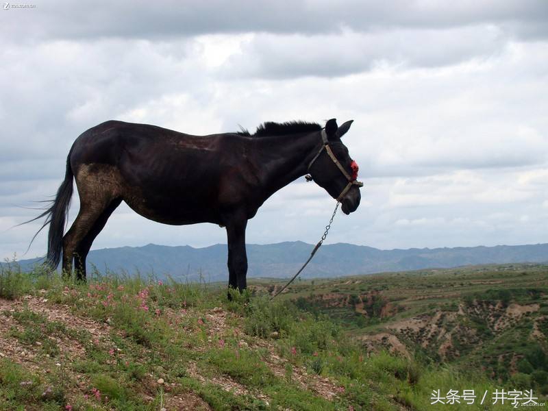 修习|道教绝对经典《抱朴子》,之一