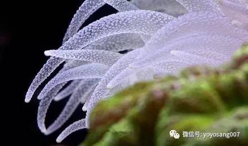 不同水温如何喂锦鲤,不同鱼的养法和技巧