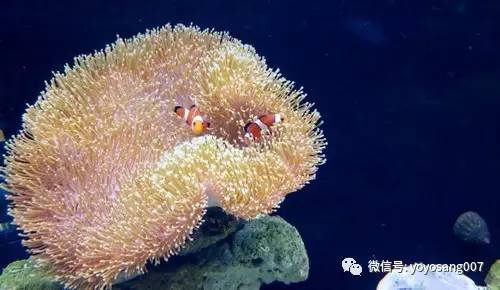 不同水温如何喂锦鲤,不同鱼的养法和技巧