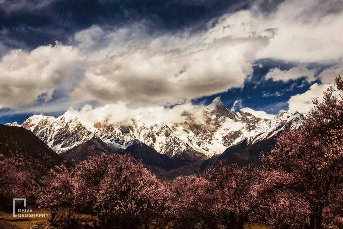 连联合国都赞不绝口的百里桃花,你真的不带她看一下吗?