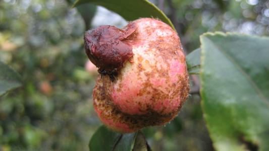 植物羞于见人的那些事
