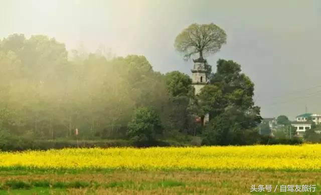 湖南赏花自驾游攻略,湖南旅游赏花攻略