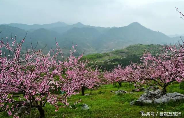 湖南赏花自驾游攻略,湖南旅游赏花攻略
