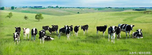 澳洲最好的婴儿奶粉是什么,真正的澳洲奶粉