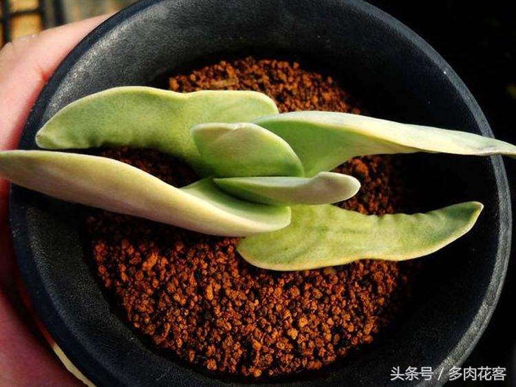 百科多肉植物,多肉植物百科之蓝鸟