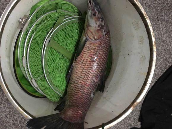 自从钓了鱼,麻将金花全部戒掉,老婆也支持我钓鱼,毕竟比赌博好