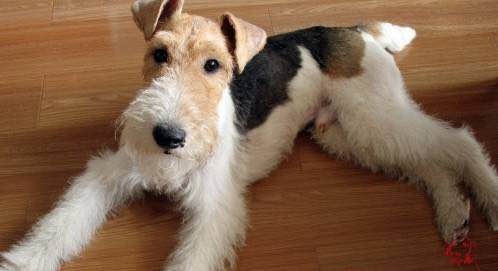 狗狗品种收集大全,收藏狗狗