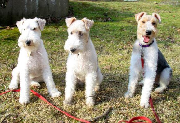 狗狗品种收集大全,收藏狗狗