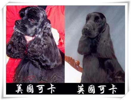 狗狗品种收集大全,收藏狗狗