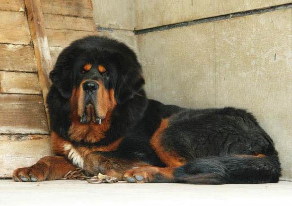 狗狗品种收集大全,收藏狗狗