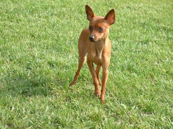 狗狗品种收集大全,收藏狗狗