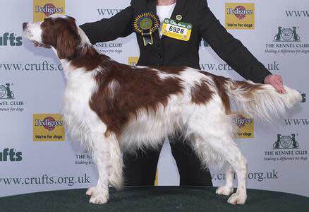 狗狗品种收集大全,收藏狗狗