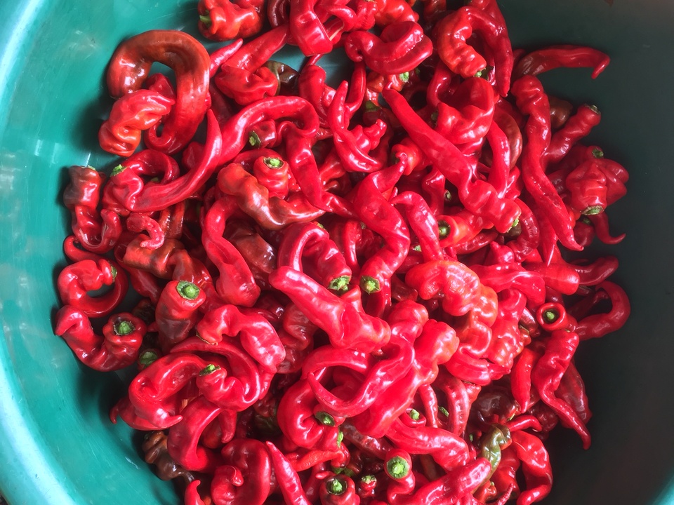 原创——巧媳妇看这里，还原农村的坛子菜4（剁辣椒）